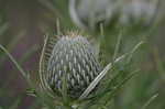 Carolina thistle